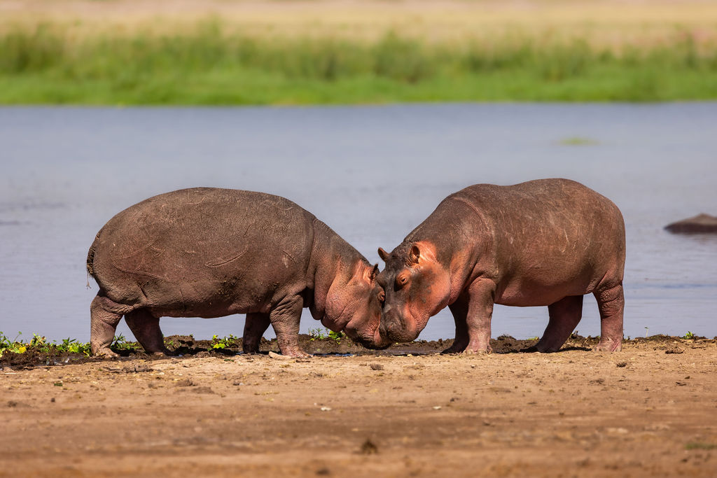 Samburu